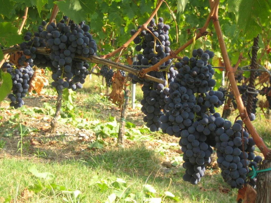Fattoria Di Rignana Winery Bnb Greve in Chianti Zewnętrze zdjęcie